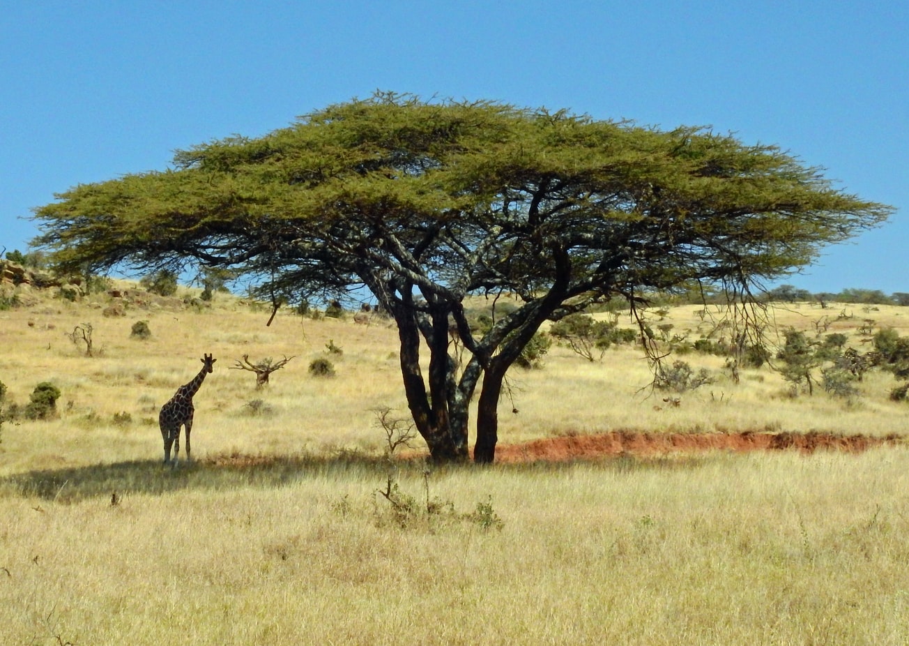 Acacia