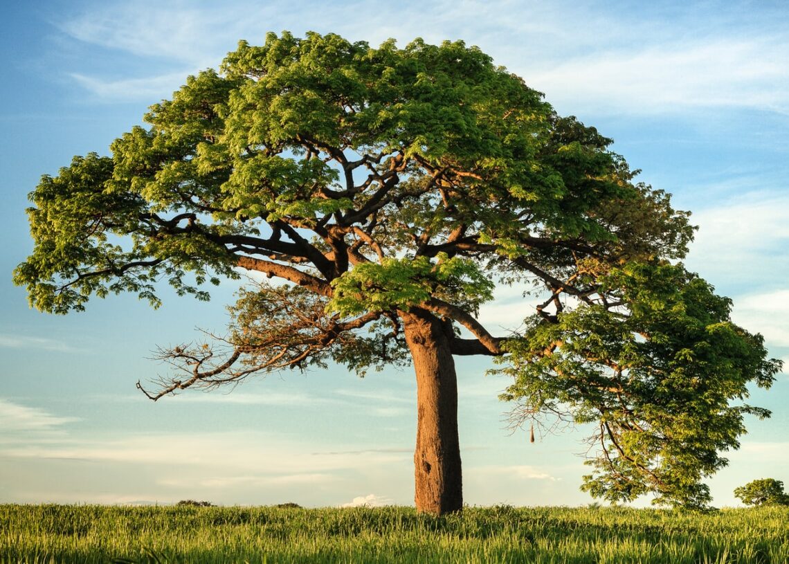 Top 10 Fastest Growing Trees In The World Wnv