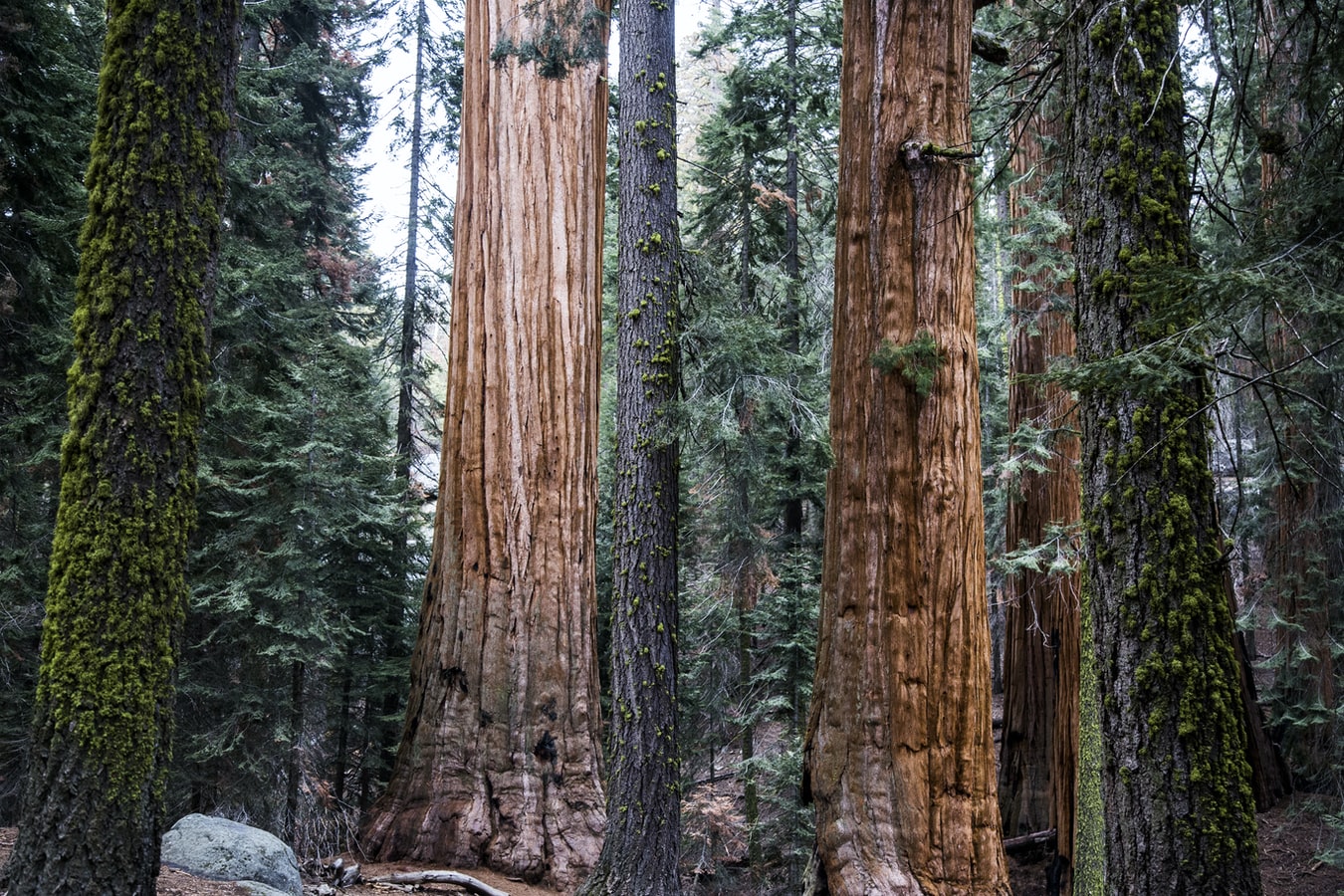 Fasting Growing Trees